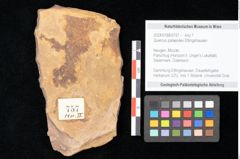 Foto (Objekt + Etikett) von Quercus palaeoilex Ettingshausen (NHMW-GEO-2024-0188-0757)